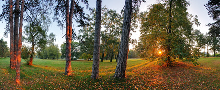 Panoramic view of forest, 360 degreeの写真素材