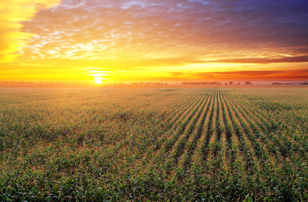 Corn field at sunsetの写真素材