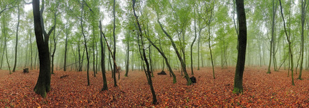 Spring forest 360 panorama at mistの写真素材