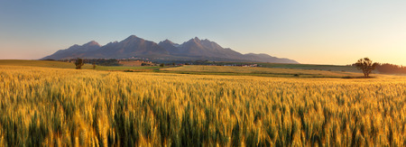Wheat field with path under Tatrasの写真素材