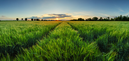 Sunset over wheat field with pathの写真素材