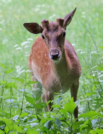 Whitetail deer doe and fawn in a beanfield in late eveningの写真素材