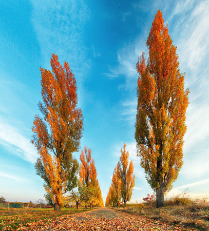 Poplar tree with road at fallの写真素材