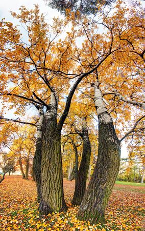 Birch tree as vertical panorama at autumnの写真素材