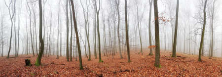 Panorama of Autumn forest with trees at mistの写真素材