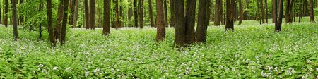 Flowers on forest floor in panorama