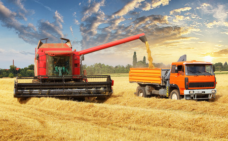 Overloading the grain from the combine into a car in the fieldの写真素材