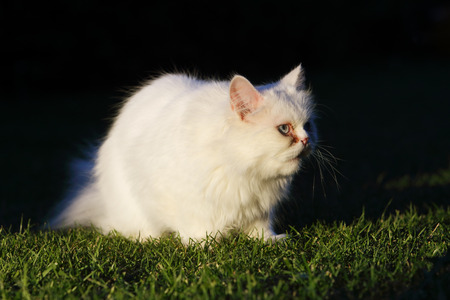 Persian cat, outdoorの写真素材