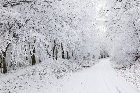 Panorama of Winter forest with snow and treeの写真素材