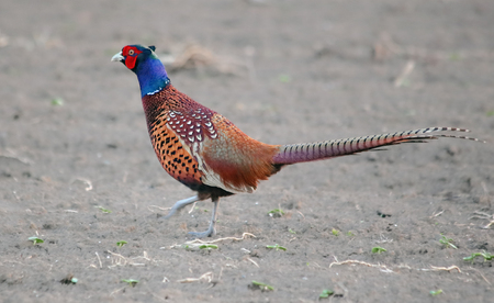 Pheasant on field - Phasianus colchicusの写真素材