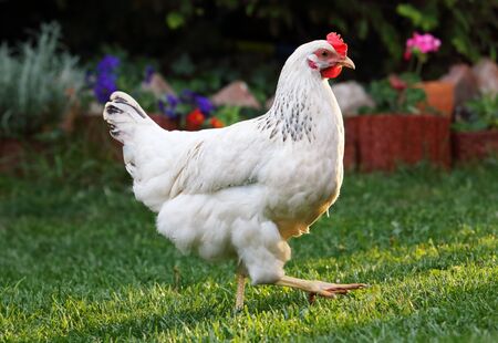 Chicken in nature outdoor farmの写真素材