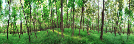 360 degree forest panorama