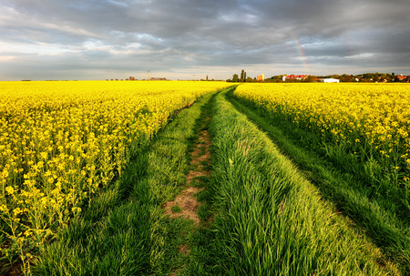 Rape field with in the rural landscape with pathの写真素材