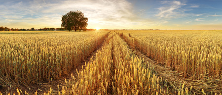 Panorama of wheat field at sunsetの写真素材