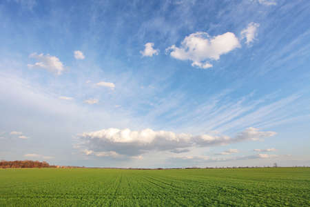 Green spring field with blue skyの写真素材