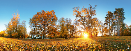 Autumn park with sun and forest - Panoramaの写真素材