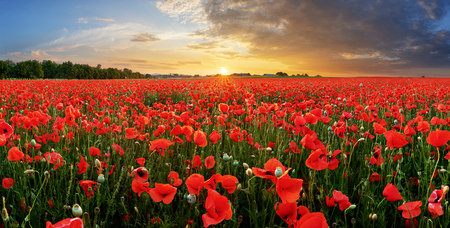 Poppy field at sunsetの写真素材