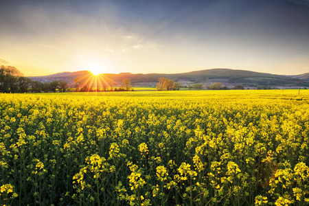 Yellow field at sunset with rapeseedの写真素材