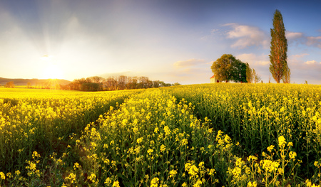 Rapeseed field, Blooming canola flowers close up. Rape on the field in summer.の写真素材