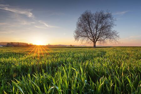 Green field at sunset with treeの写真素材
