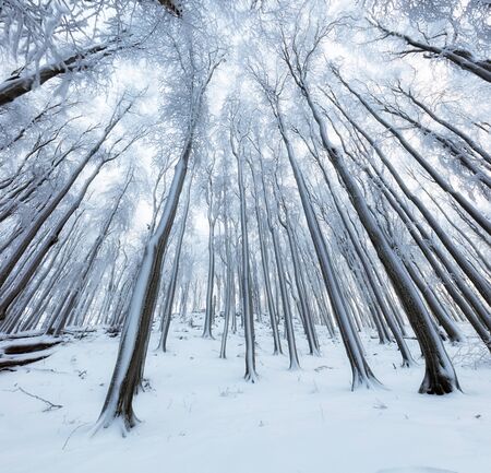 Winter trees in mountains covered with fresh snow