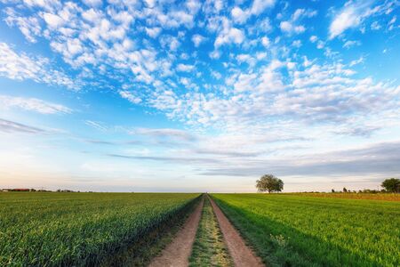 Path in countryside with green field