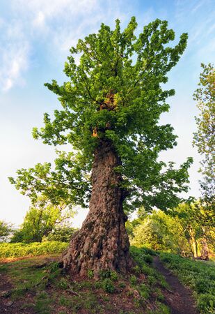Summer landscape with old tree in the forest and sun in the leavesの写真素材