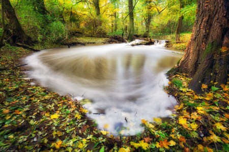 Autumn colors by the river with yellow leaves and forest