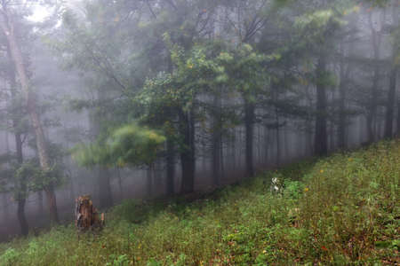 Forest with mist, Foggy woods. Nature landscapeの写真素材