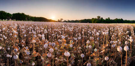 Fruits poppy field landscape at summer landscape with sun, Agricultureの写真素材