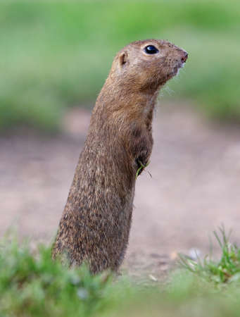 European ground squirrel eat on green meadow, Spermophilus citellusの写真素材