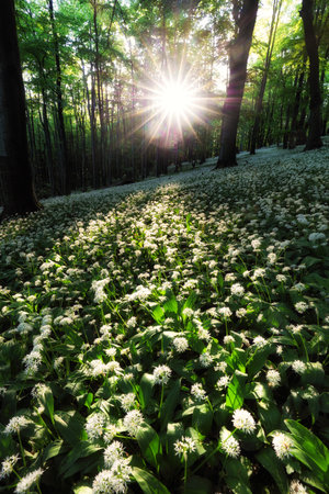 Wild garlic flowers in the forest with sun - Nature landscapeの写真素材