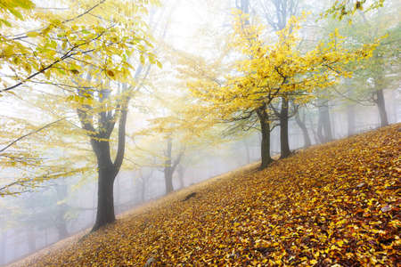 Autumn nature landscape.Misty autumn forest. Beautiful colorful trees in woodland. Scenic wild natureの写真素材