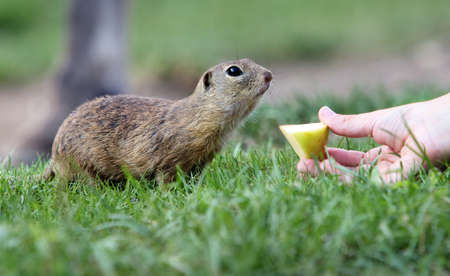 Cute Europen ground squirrel eat in the natural environenment, close up, detail, Spermophilus citellus, Slovakiaの写真素材
