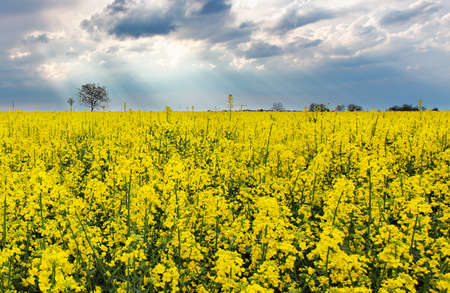 Storm clouds above a rape seed fieldの写真素材