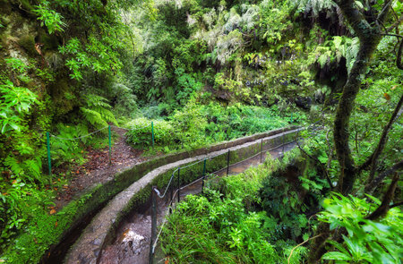 Jungle with water canal in Green Madeira Island, Water bridge levada, Portugalの写真素材