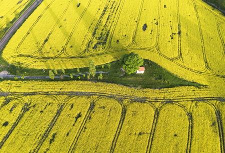 Aerial drone top view fields of rapeseed and wheat with lines on spring or summer day. Nature  landscape.の写真素材