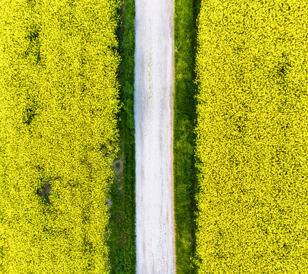 Rape field with road - aerial view, linesの写真素材