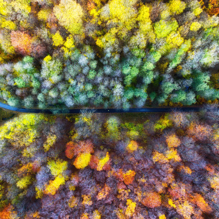 Aerial drone view over beautiful autumn forest landscape. Colourful trees in the wood.の写真素材