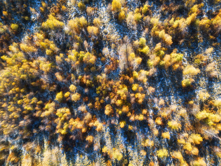 Aerial drone view over beautiful autumn and winter forest landscape. Colourful trees in the wood.