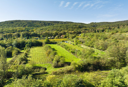 Aerial view of a vineyard in summer with mountainの写真素材