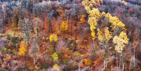 Aerial view of forest with beautiful autumn colors of nature drone view Autumn yellow forest and green trees in rural, Drone photo Aerial top view.の写真素材