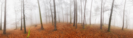 Panorama od Fog and mist in forest at autumnの写真素材
