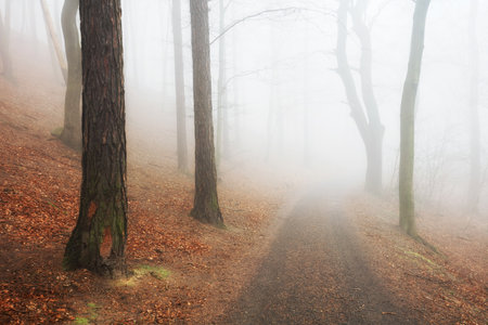 Beautiful pine forest at foggy sunrise. Tree trunks and cold mistの写真素材
