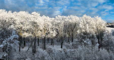 winter panorama landscape with forest, trees covered snow and sunrise. winterly morning of a new day. purple winter landscape with sunset, panoramic viewの写真素材