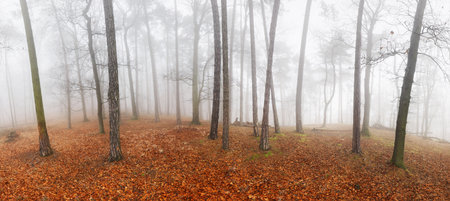 Misty magical forest at winter time with frosty leaves. Nice landscapeの写真素材