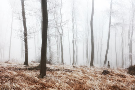 Beautiful pine forest at foggy  wood. Tree trunks and cold mistの写真素材