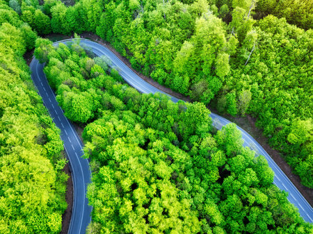 Aerial view of a road in the middle of the forestの写真素材