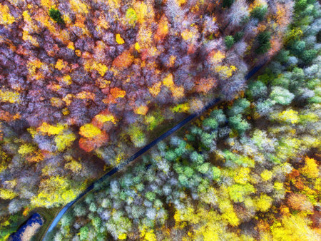 Aerial drone view over beautiful autumn forest landscape. Colourful trees in the wood.の写真素材