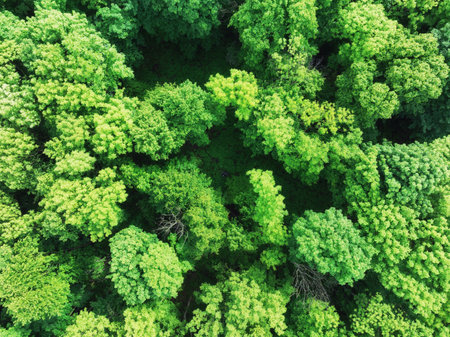 aerial top down view of a green forest, drone view, natural green backgroundの写真素材